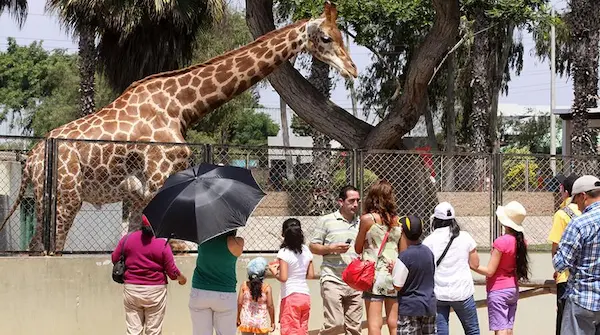 Celebra el Día del Niño en el parque de las leyendas en Perú