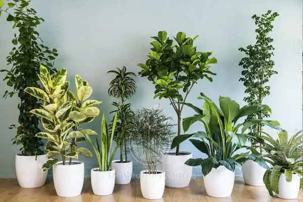 Plantas en maceteros blancos