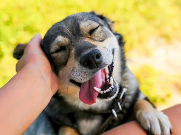 +150 nombres para mascotas 2026 - Ideas en tendencia