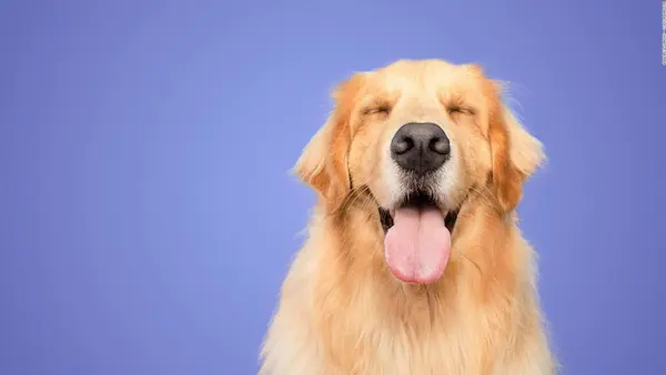 Nombres para mascotas por personalidad o apariencia