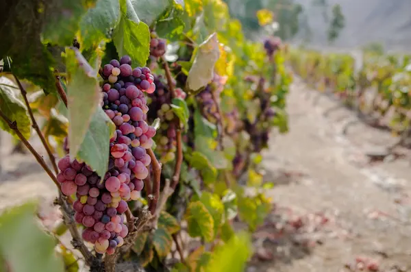 uvas de piscos y vinos