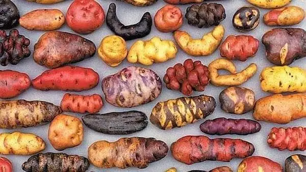 Día Nacional de la Papa 2026 Historia, curiosidades y las 5 mejores recetas peruanas