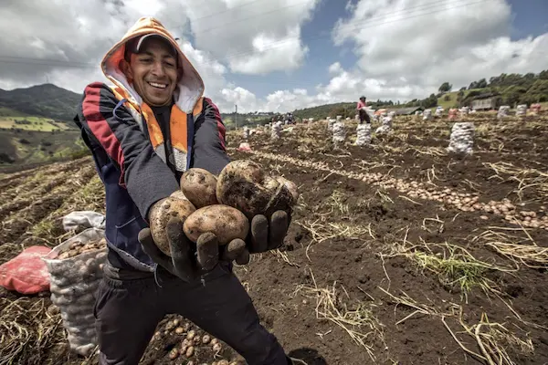 El origen milenario de la papa en los Andes peruanos