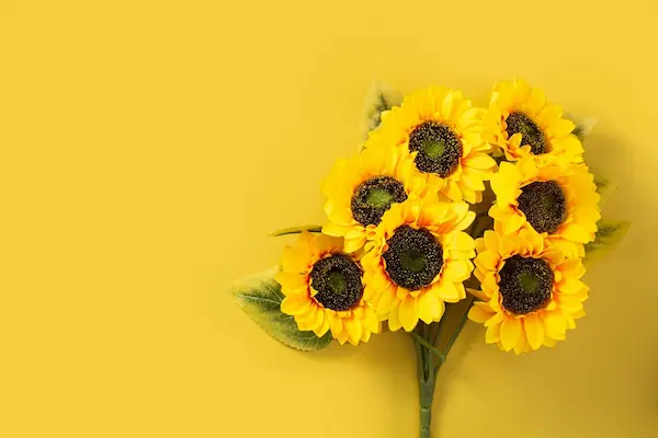 Qué relación tiene Floricienta con las flores amarillas